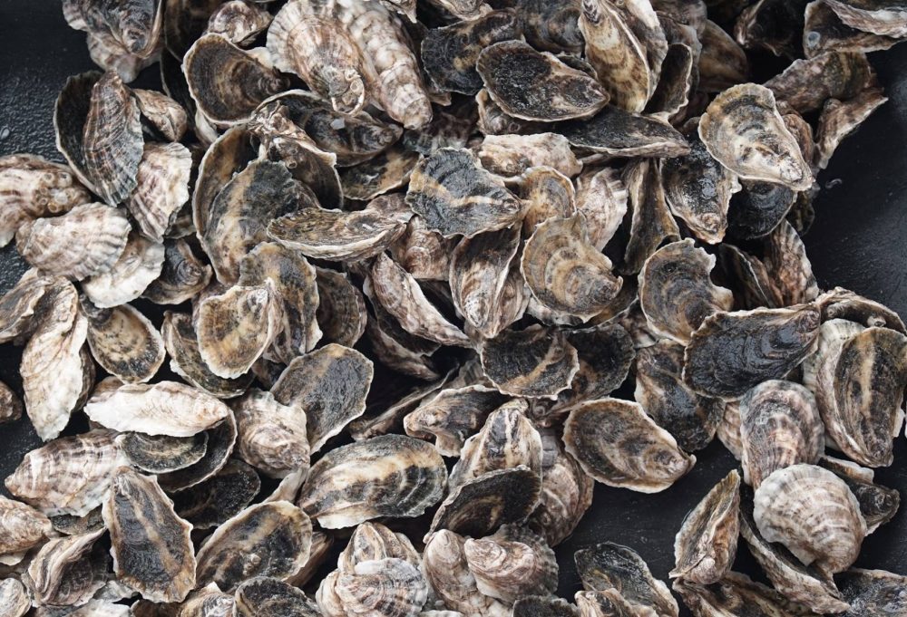 Oyster Boss oysters. Source: Burns Images.