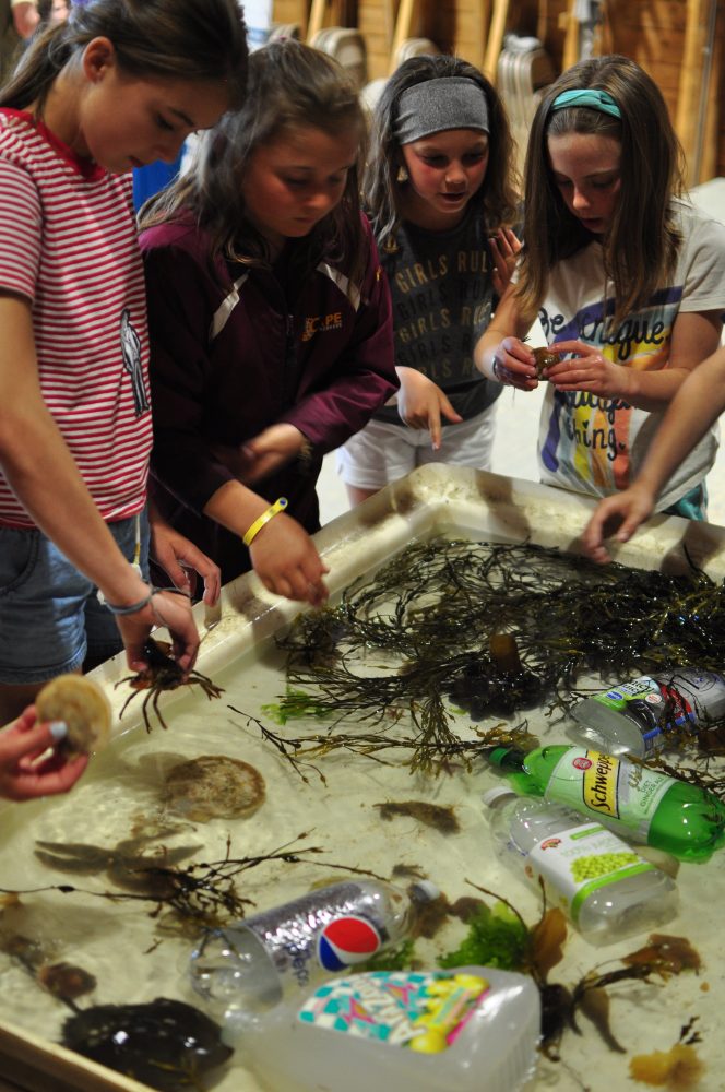 The Darling Marine Center provided a touch tank for the kiddos (and adults!). Photographer: Warwick Ombler.
