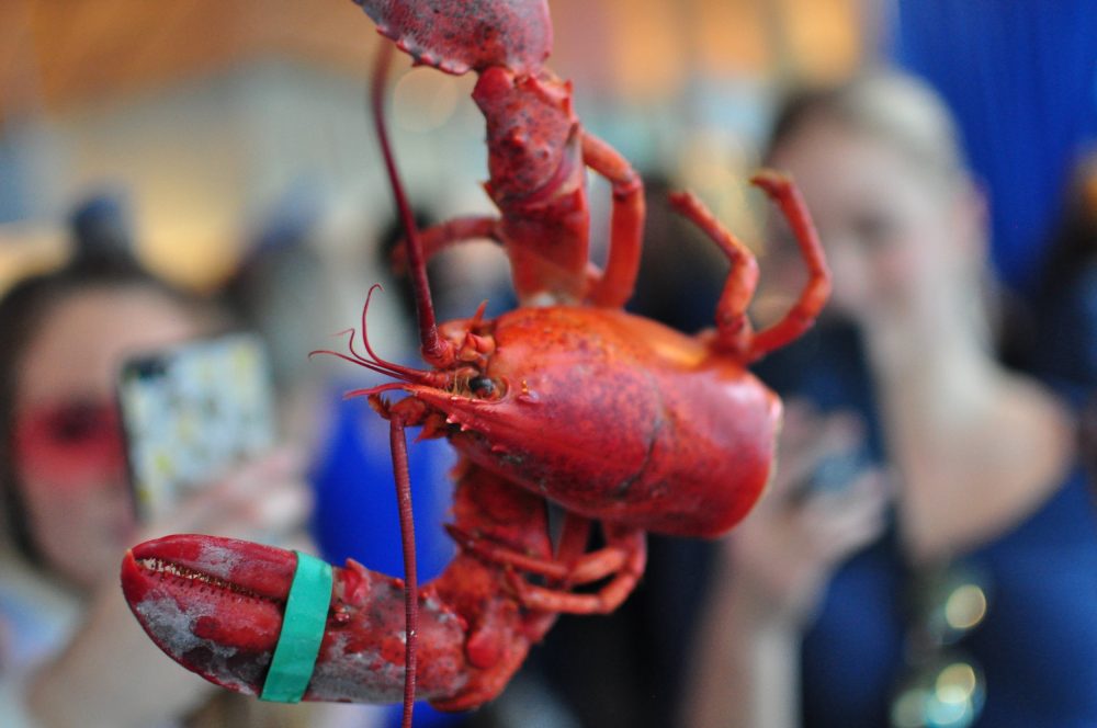 Heaps of lobsters at EBO’s deep blue sea party. Photo cred: Warwick Ombler of Lady Oyster.