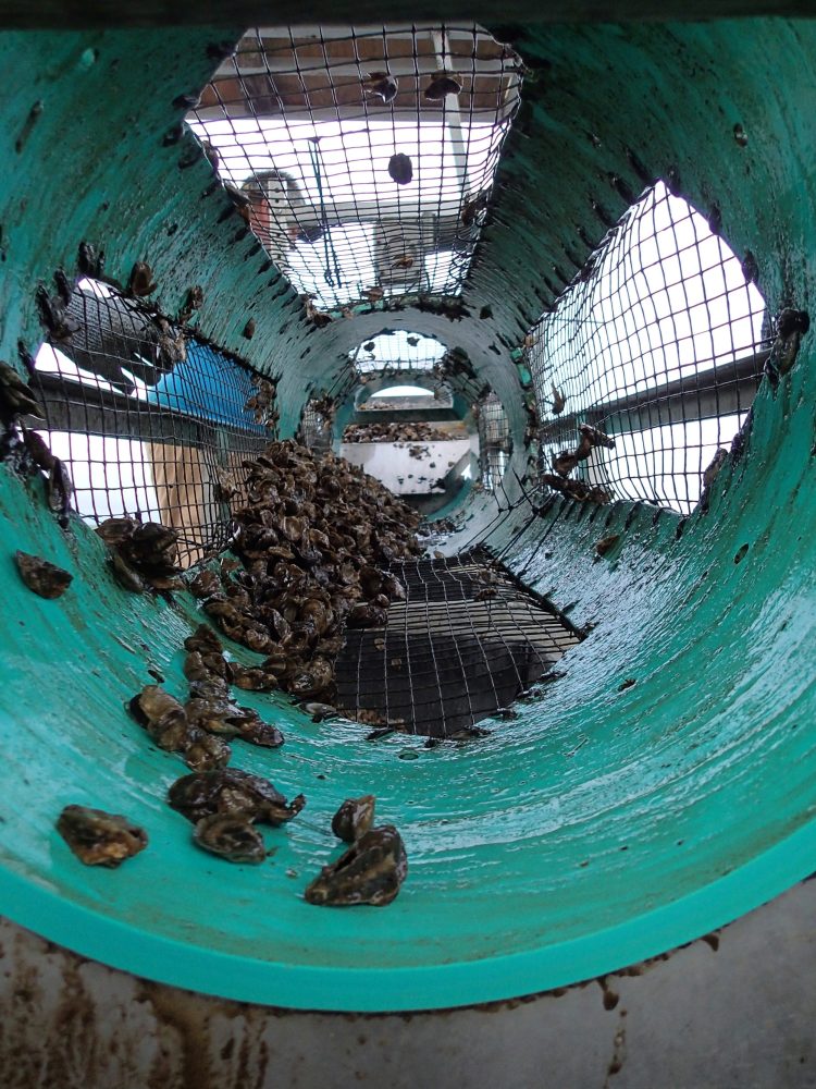 Oyster tumbling. Source: Oyster Boss.
