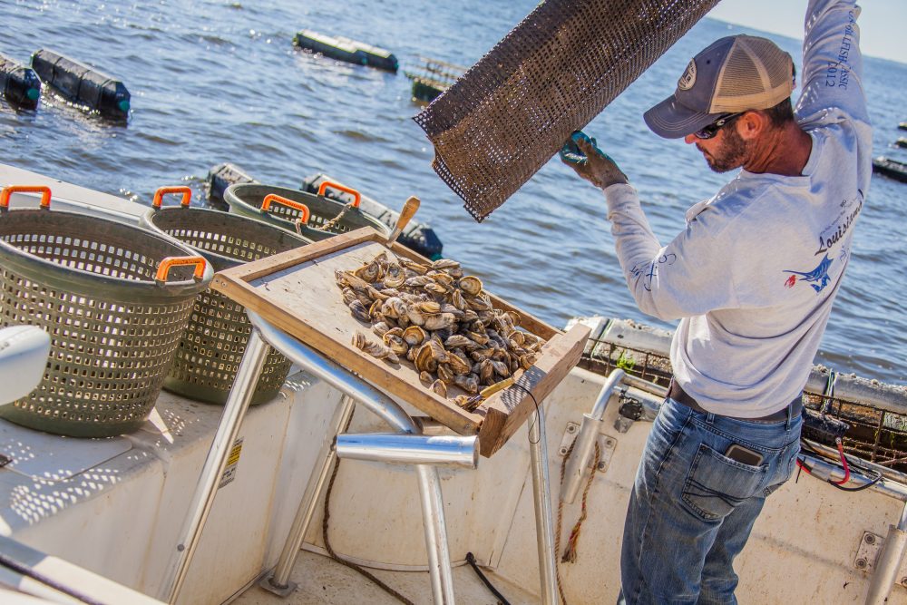 Pensacola Bay Oysters. Source: Steven Gray Photography