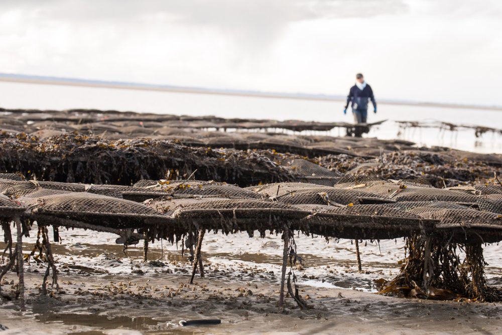 Walking the flats. Source: Triskell Seafood.
