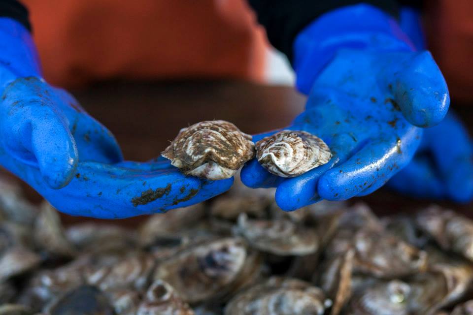 oysters.jpg